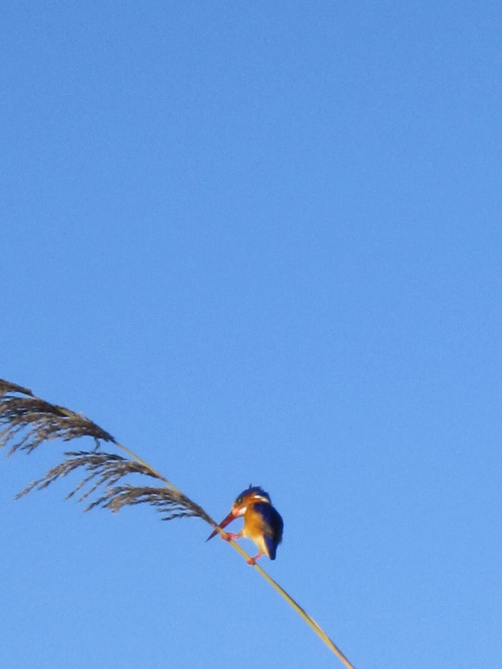 221433_10151308431923266_1967196393_o